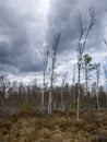 Landscape with a swampy lake shore, a lot of rotten and old trees, deformed swamp birches, dry grass and reeds, cloudy day