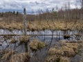 Landscape with a swampy lake shore, a lot of rotten and old trees, deformed swamp birches, dry grass and reeds, cloudy day