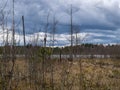 Landscape with a swampy lake shore, a lot of rotten and old trees, deformed swamp birches, dry grass and reeds, cloudy day
