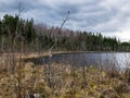 Landscape with a swampy lake shore, a lot of rotten and old trees, deformed swamp birches, dry grass and reeds, cloudy day