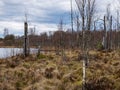 Landscape with a swampy lake shore, a lot of rotten and old trees, deformed swamp birches, dry grass and reeds, cloudy day