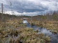 Landscape with a swampy lake shore, swamp birches, dry grass and reeds, cloudy day