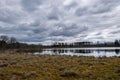Landscape with a swampy lake shore, swamp birches, dry grass and reeds, cloudy day