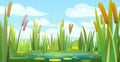 Landscape with a swampy shore of a lake or river. Coast is overgrown with grass, reeds and cattails. Water with water