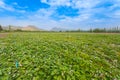 The landscape of Sweet Potato farm Royalty Free Stock Photo