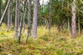 Landscape of tall spruce trees in the woods with overgrown grass. Low angle of straight pine trunks in a remote forest Royalty Free Stock Photo