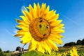 Landscape with tall sunflower in a flower field