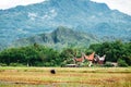 Landscape of Tana Toraja. Rice field with buffalo, traditional torajan buildings, tongkonans. Rantepao, Sulawesi, Indonesia