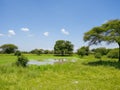 Savannah landscape with water pool in the Tarangire National Park, Manyara Region, Tanzania, East Africa