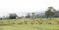Landscape of Tasmania Country side Royalty Free Stock Photo