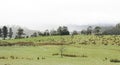 Landscape of Tasmania Country side Royalty Free Stock Photo