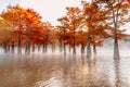 Landscape with Taxodium trees in water, orange needles and morning fog. Autumnal swamp cypresses on lake with reflection Royalty Free Stock Photo