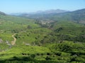 Landscape of tea crops in Munar, India Royalty Free Stock Photo