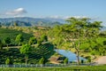 Landscape of Tea Farm