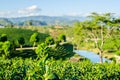 Landscape of Tea Farm