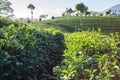 Landscape of Tea Farm