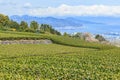 Landscape of tea field with Mt. Fuji in spring season at Shizuoka prefecture, Japan Royalty Free Stock Photo