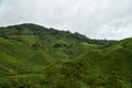 Landscape of tea plantation in Cameron Highland, Malaysia Royalty Free Stock Photo