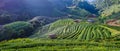 Landscape of Tea plantation 2000 at Doi Ang Khang