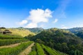 Landscape of Tea plantation 2000 at Doi Ang Khang