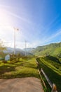 Landscape of Tea plantation 2000 at Doi Ang Khang