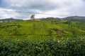 Landscape - Tea plantation fields in morning fog on sunrise Royalty Free Stock Photo