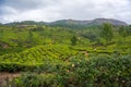 Landscape - Tea plantation fields in morning fog on sunrise Royalty Free Stock Photo