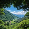 Landscape with The tea plantations background. landscape with mountain and clouds. areal view of the forest. aerial