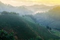 Landscape of tea terraced fields in the morning mist