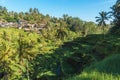 Tegallalang Rice Terraces of Bali, Indonesia Royalty Free Stock Photo