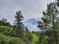 landscape with temperate forest trees in summer season