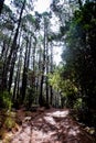 Landscape in Tenerfe Tropical Volcanic Canary Islands Spain