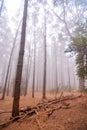 Landscape in Tenerfe Tropical Volcanic Canary Islands Spain