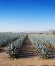 Landscape tequila Royalty Free Stock Photo