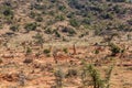 Landscape with termite mounds in southern Ethiop Royalty Free Stock Photo