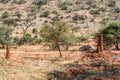 Landscape with termite mounds in southern Ethiop Royalty Free Stock Photo