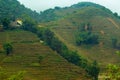 View of Sapa village, Rice field terraces