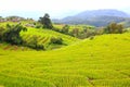 Scenery of terraced rice fields on green rice fields on vacation clear weather