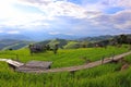 Scenery of terraced rice fields on green rice fields on vacation clear weather