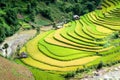 Terraced rice fields in the harvest season in Mu Cang Chai district, Yen Bai province, Vietnam. Royalty Free Stock Photo