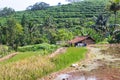 Landscape of terraced rice fields in Sukabumi, West Java, Indonesia Royalty Free Stock Photo