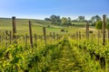 Vineyards of winegrowing village of Hallau Royalty Free Stock Photo