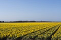 Landscape at Texel Royalty Free Stock Photo