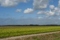 Landscape at Texel Royalty Free Stock Photo