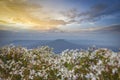 Landscape Thailand beautiful mountain scenery view on hill with white flower field and sunset Loei or Fuji of Thailand Royalty Free Stock Photo