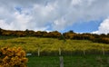 Thick White Clouds Over Gorse and Rape Seed Royalty Free Stock Photo
