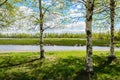 Landscape with three birches on the lake