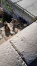 Three cats standing in the heat of the sun.