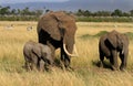 Landscape of three elephants on the mara plains