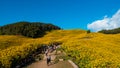 Landscape of Thung Bua thong (Tree Marigold, Mexican Sunflower) Fields on the mountain, Khun yuam, Mae Hong Son, Thailand